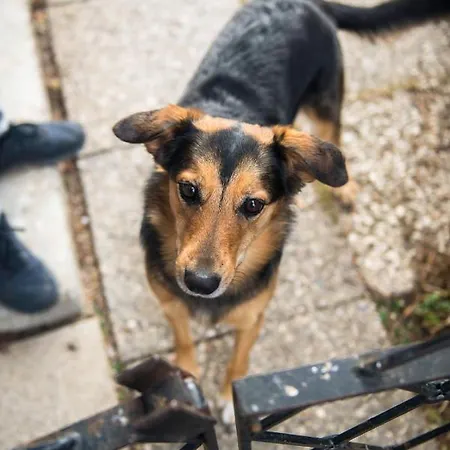 Haus Steger Appartamento *