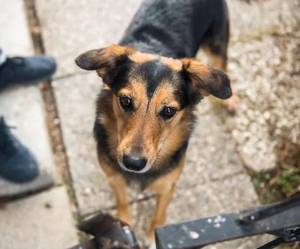 Haus Steger 아파트 *